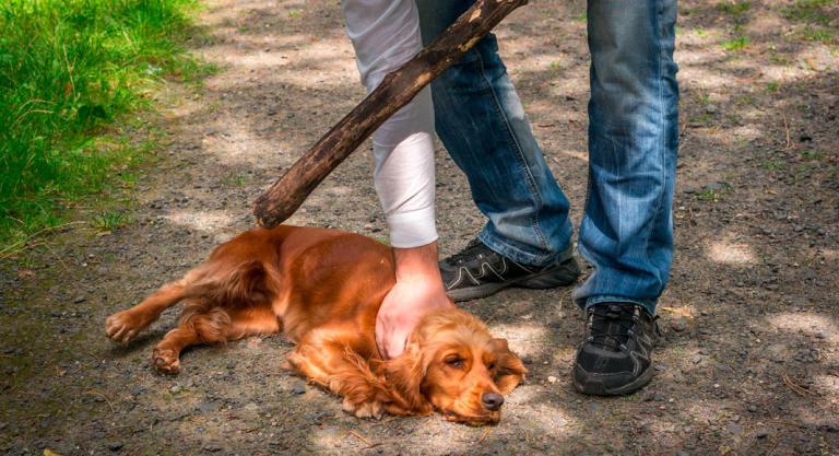 Hombre le sacó los ojos a la mascota de su vecina tras una discusión