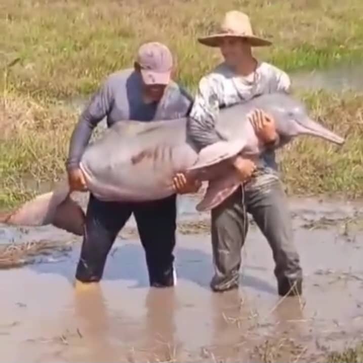 Pescadores rescatan “tonina” atascada en un charco del río Portuguesa en Barinas (VIDEO)