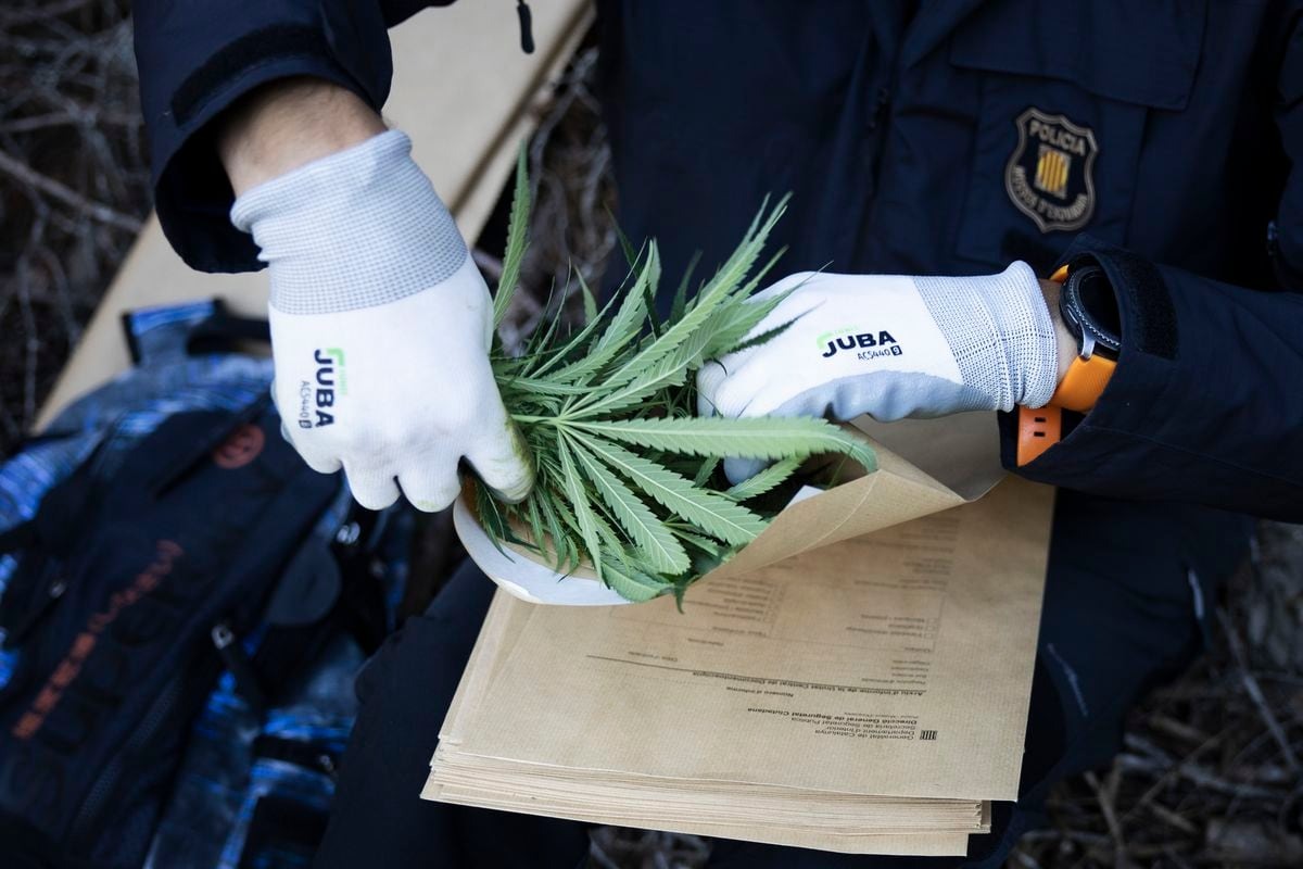 Brasil se acerca a despenalizar el porte de marihuana para uso personal