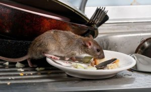 ¿Cómo eliminar los ratones de la casa sin necesidad de utilizar venenos?