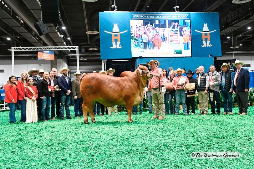 Venezolano triunfa en la International Brahman Show de Houston con su vaca campeona