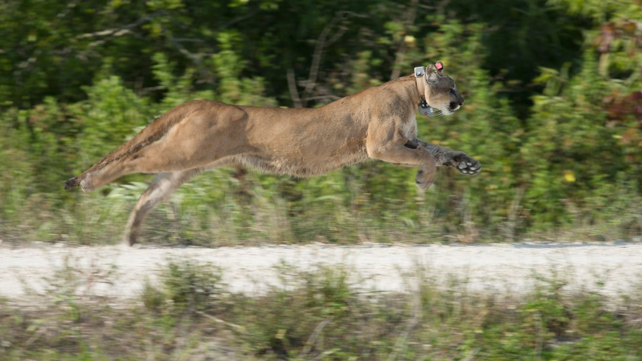 Ataque salvaje en California: puma mató a un hombre e hirió a su hermano