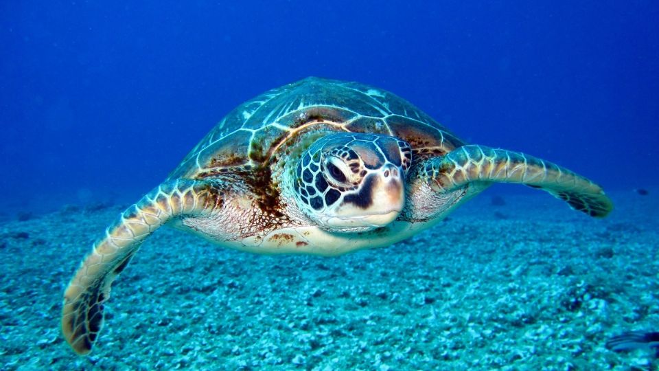 Al menos nueve muertos y más de 70 hospitalizados por comer carne de tortuga en Tanzania