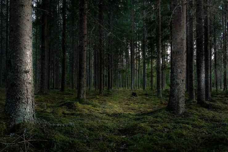 “Mirá cómo corren”: salió a caminar de noche en un bosque y captó la presencia de dos “duendes” (VIDEO)