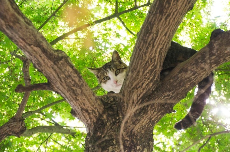 Intentó rescatar a una gata en lo alto de un árbol, pero también quedó atrapada (VIDEO)