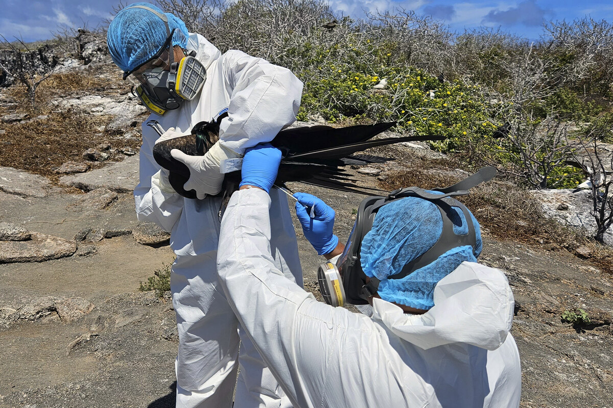 EEUU detectó su primer caso humano de gripe aviar transmitido por una vaca lechera