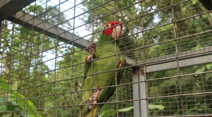 Las mascotas de origen salvaje amenazan la salud humana y la conservación de las especies