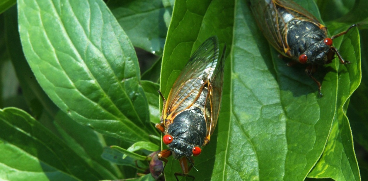 Miles de millones de cigarras “sexualmente excitadas” invadirán los suburbios y bosques de EEUU