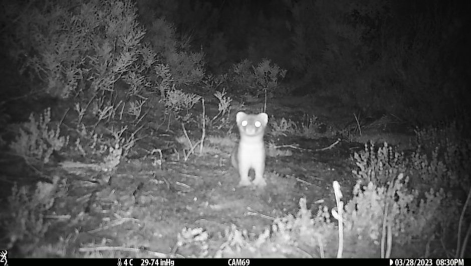 El país que se gastó una pequeña fortuna en matar a un único y escurridizo depredador peludo