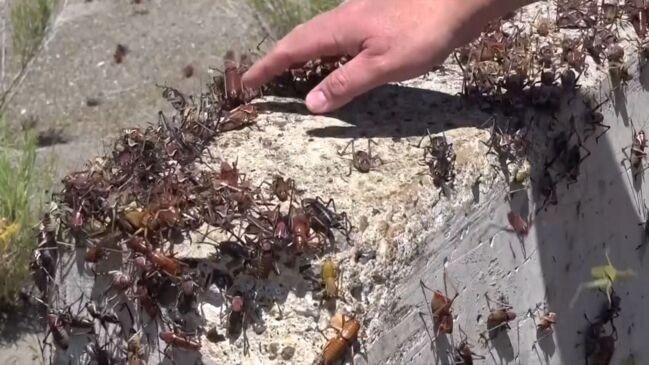 “Ni siquiera puedes abrir la puerta”: Enjambres de este insecto causan estragos al invadir casas y carreteras en Nevada (VIDEO)