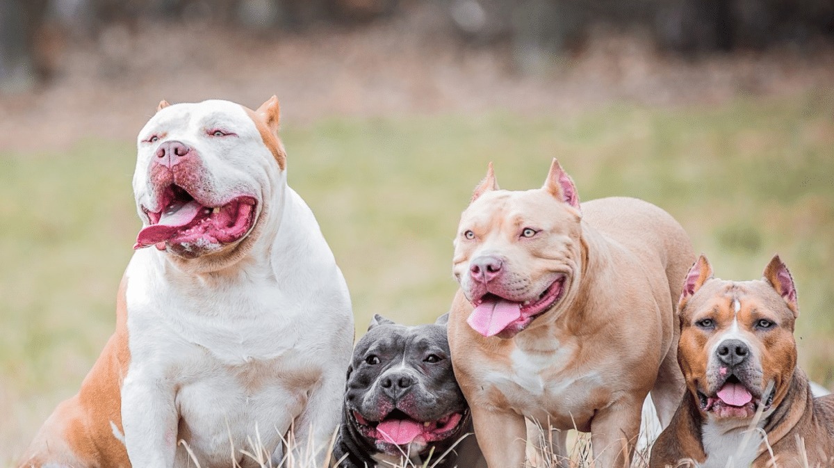 ¡De espanto! Mujer fue devorada viva por sus dos perros American Bully XL