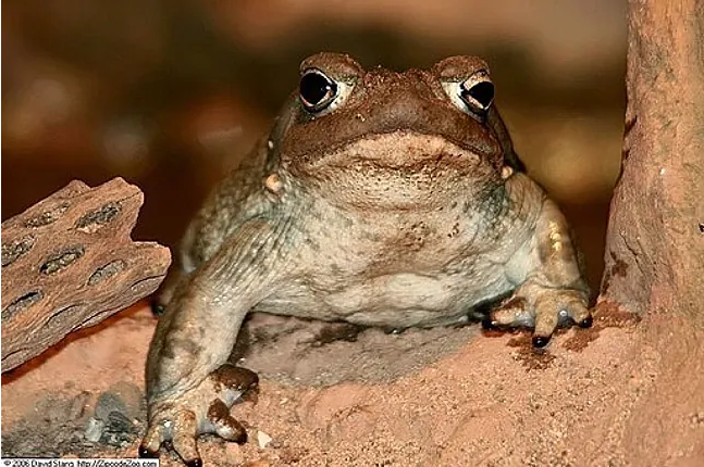 Alucinógeno del veneno del sapo muestra potencial para tratar trastornos mentales