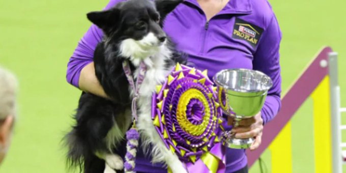 ¡Histórico! Por primera vez perrita mestiza ganó prestigioso premio canino para la sorpresa de todos (VIDEO)