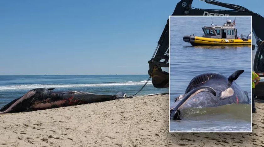 Un crucero atracó en el puerto de Nueva York con una ballena gigante muerta atrapada en la proa