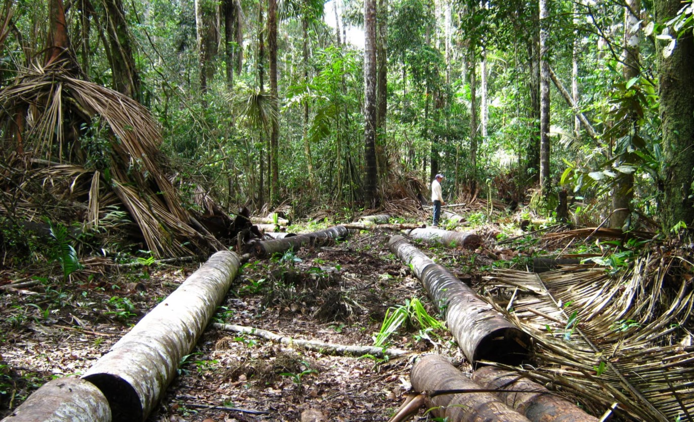 La Amazonía: ¿es posible hacer periodismo ambiental en el amenazado pulmón verde del planeta?