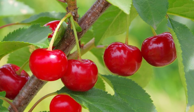 Una única cereza alcanza los 590 euros en una subasta de Tokio