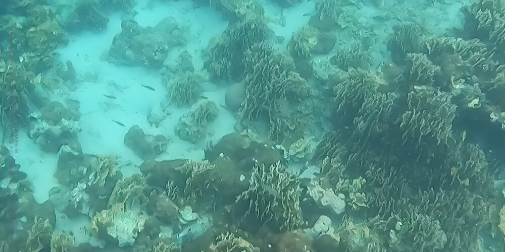 Unomia stolonifera, el Gran Caribe bajo amenaza