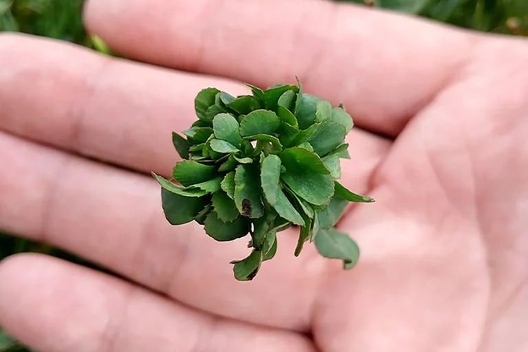 Un japonés cultivó un increíble trébol de 63 hojas