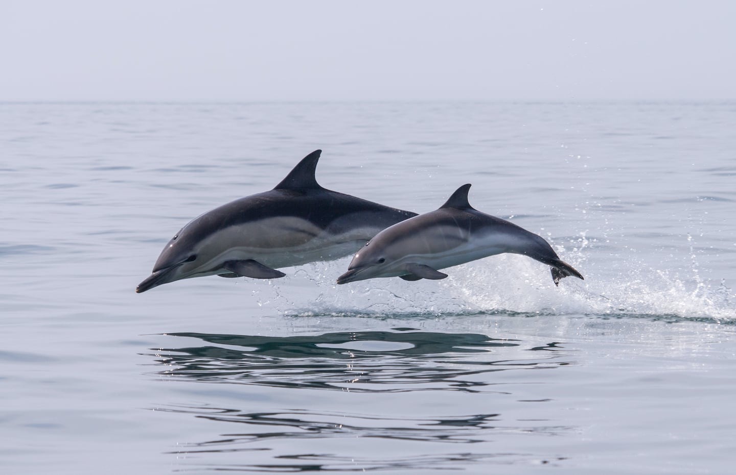 El “lado oscuro” de los delfines que poca gente conoce