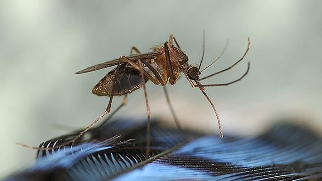 Residente de New Hampshire murió tras una infección transmitida por mosquitos