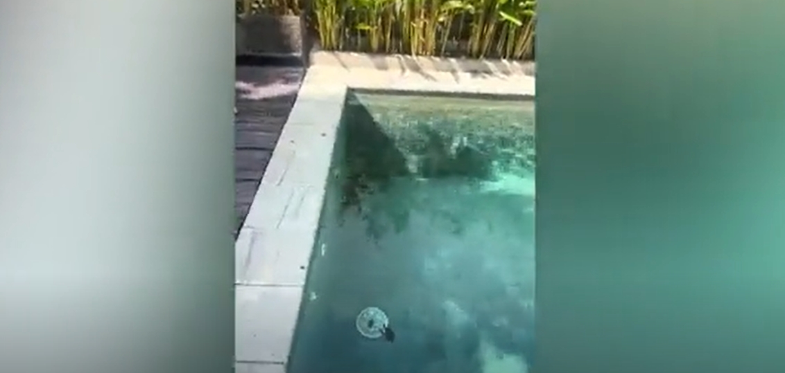 “Era como un dinosaurio de Jurassic Park”: Un influencer encontró un reptil gigante en la piscina de su hotel (VIDEO)