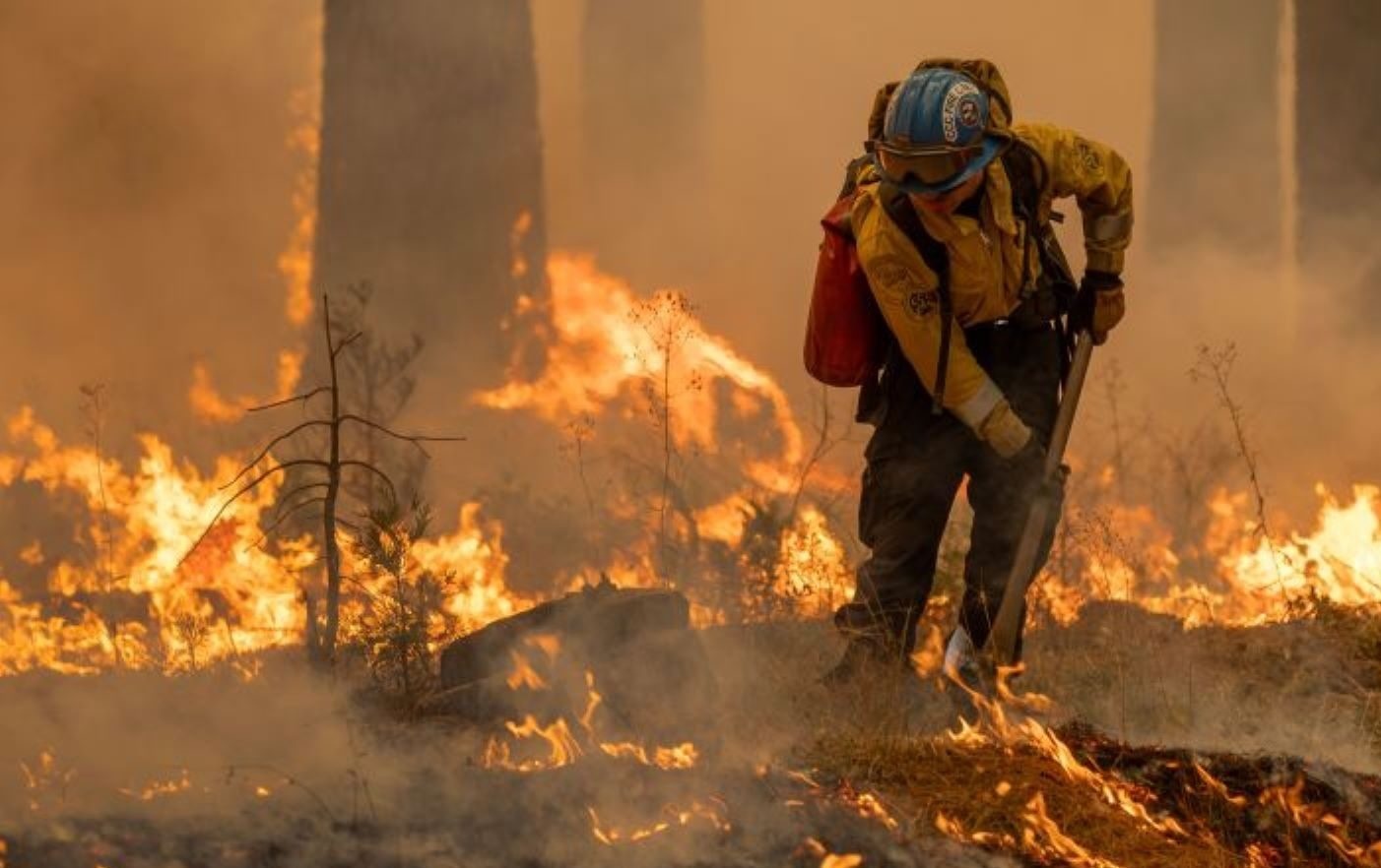 Recaudan fondos en Perú para ayudar a bomberos y animales por incendios forestales