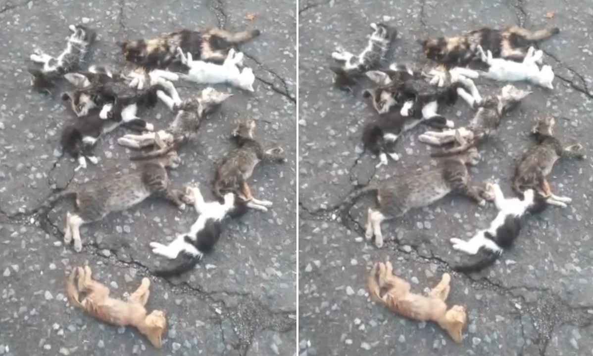 La matanza de una docena de gatitos sin hogar rompió corazones en Maracay (video)