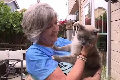 La historia del gato siamés que viajó 1600 kilómetros para volver a reunirse con su familia en California