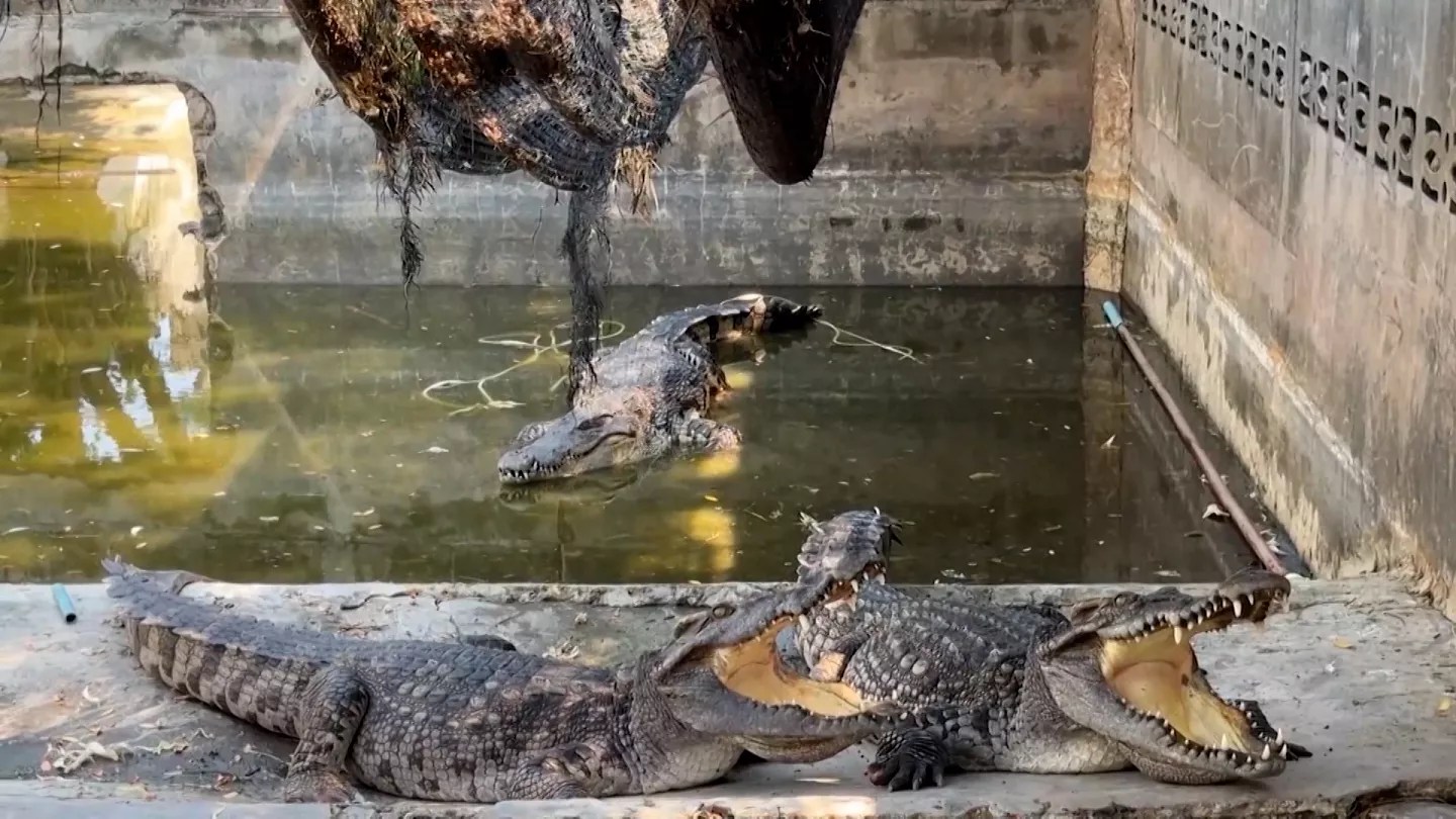 Un criadero sacrifica 125 cocodrilos debido a las inundaciones en Tailandia