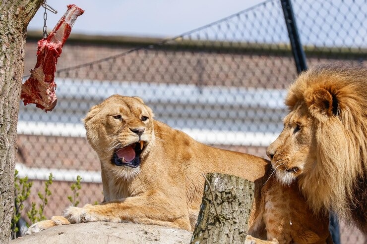 Quería alimentar a león en zoológico, pero terminó siendo la comida