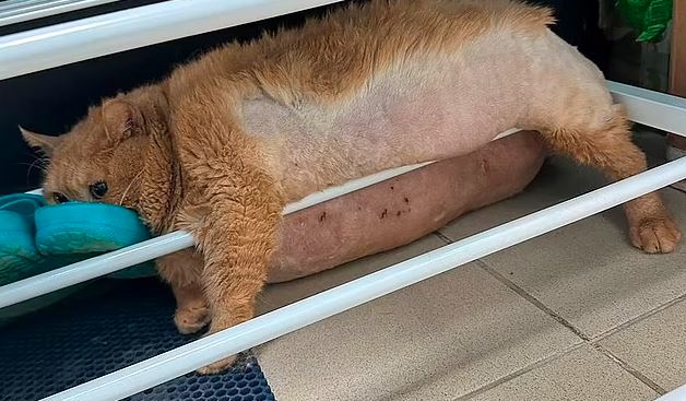 Murió el gato obeso de 17 kilos que intentaba bajar de peso en Rusia