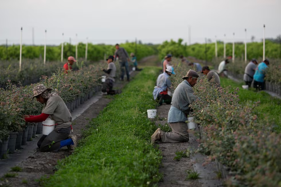 El duro plan migratorio de Trump podría destrozar el sistema alimentario estadounidense