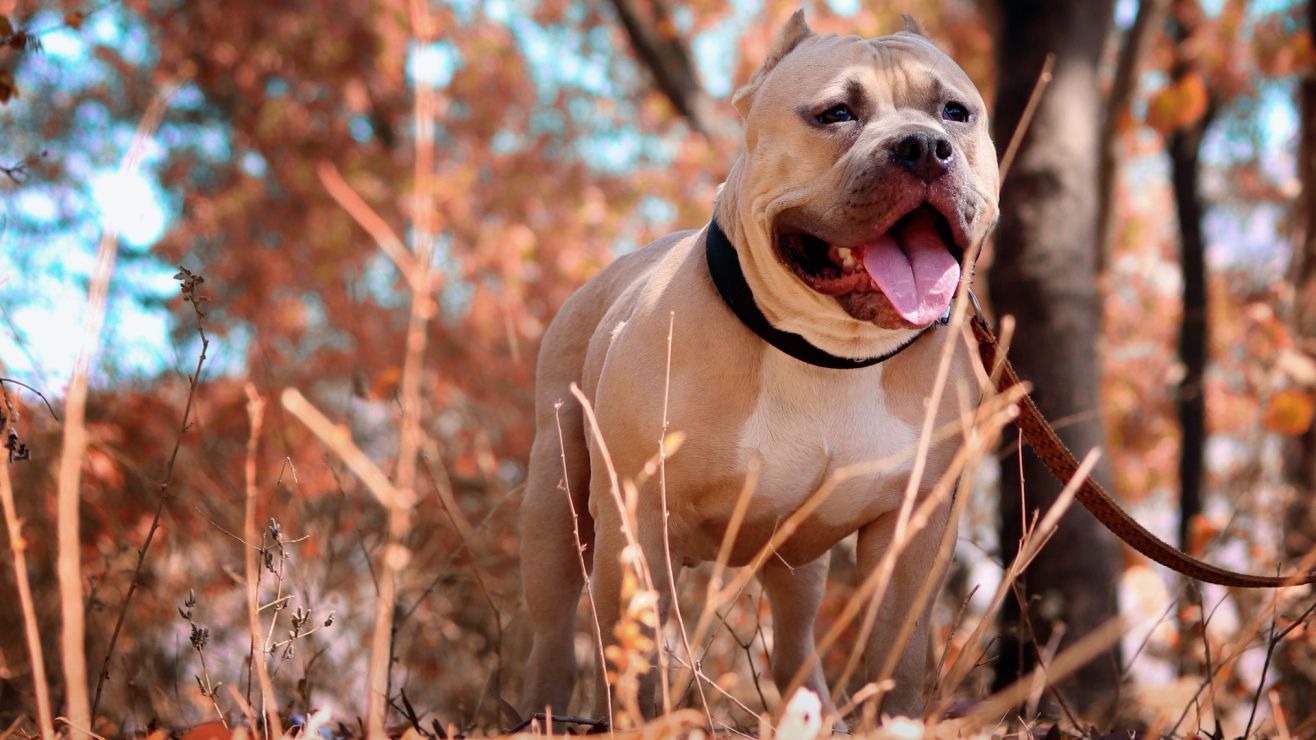 Horror en Nueva York: murió mordido por varios pitbulls en el patio de una casa