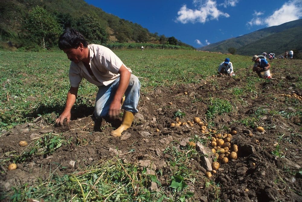 Bajos precios de hortalizas golpean a los productores agrícolas que no recuperan inversión de sus cosechas