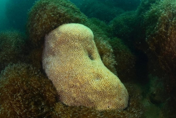 Preocupa la presencia de coral invasor en aguas del oeste de Anzoátegui