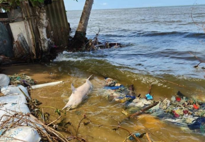 Proyecto Sotalia denunció la muerte de una tonina en el contaminado Lago de Maracaibo