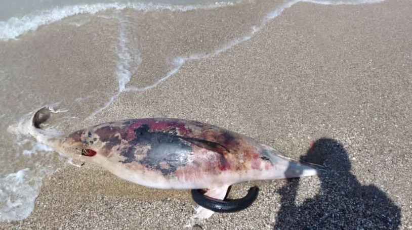 Hallaron delfín muerto en Playa Guayacán de Pescado en Sucre este #10Nov