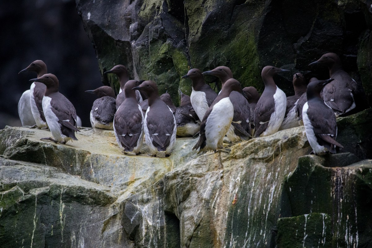 Ola de calor mató millones de aves marinas en Alaska