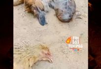 ¿Pacto con fuerzas oscuras? decenas de gallinas amanecen muertas y escupiendo fuego al apretarlas (VIDEO)