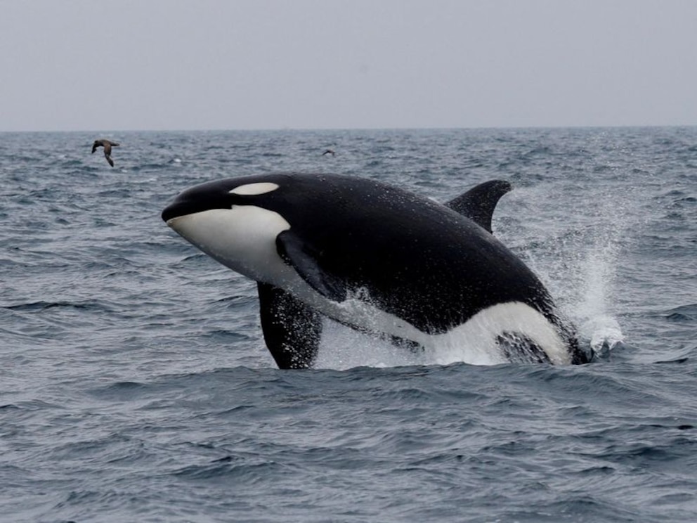 La orca que cargó a su cría muerta durante 17 días fue vista con un nuevo bebé en las costas de Washington