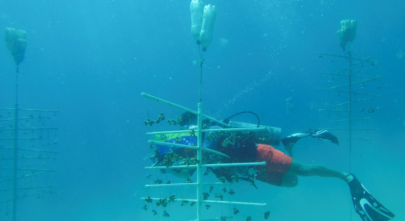 Ecologistas venezolanos crean granjas de corales para su preservación (Imágenes)