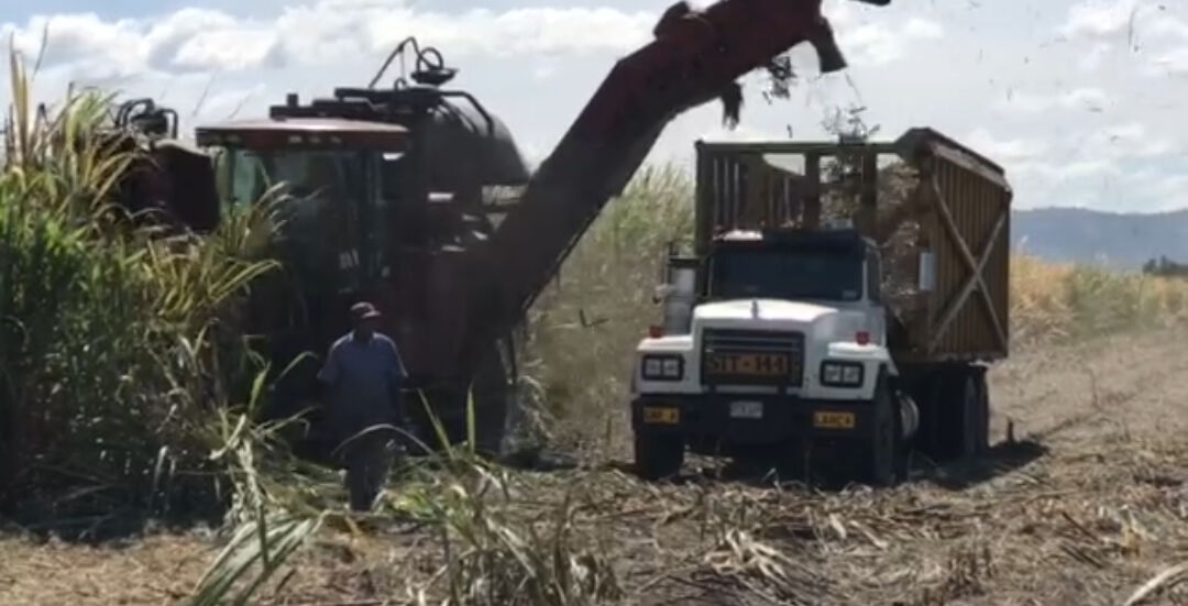 “A pulmón propio”: Cañicultores en Carabobo solicitan financiamiento para aumentar la cosecha